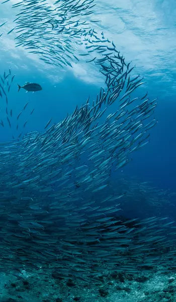 Hüppe Easystyle Wandverkleiderungen - Print on Demand Design